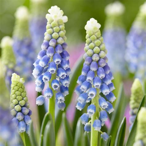 Julia Grape Hyacinth Bulbs, Muscari | American Meadows