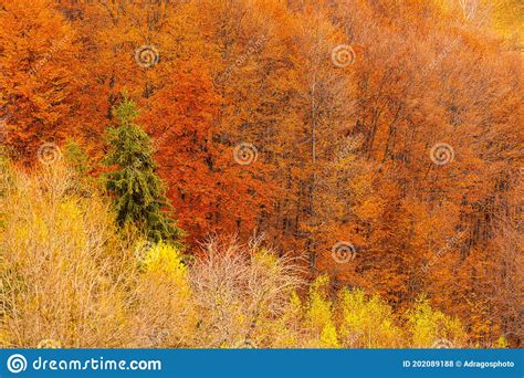 Textures D Arbres Forestiers D Automne Avec Des Teintes Hallucinantes