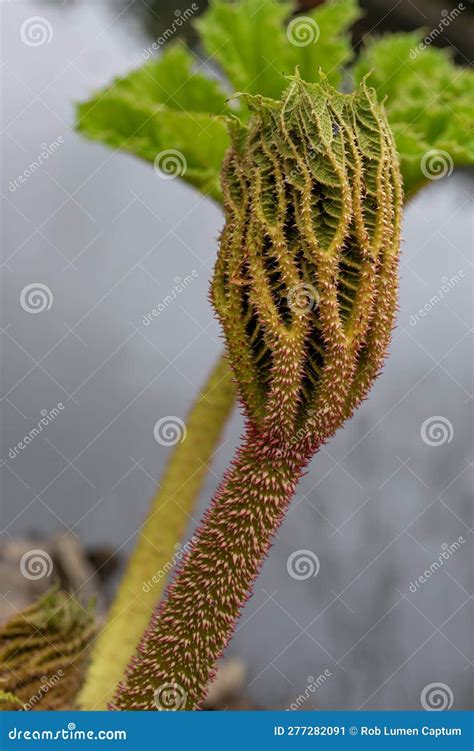 Brazilian Giant-rhubarb Gunnera Manicata Close-up of an Unfolding Leaf Stock Image - Image of ...