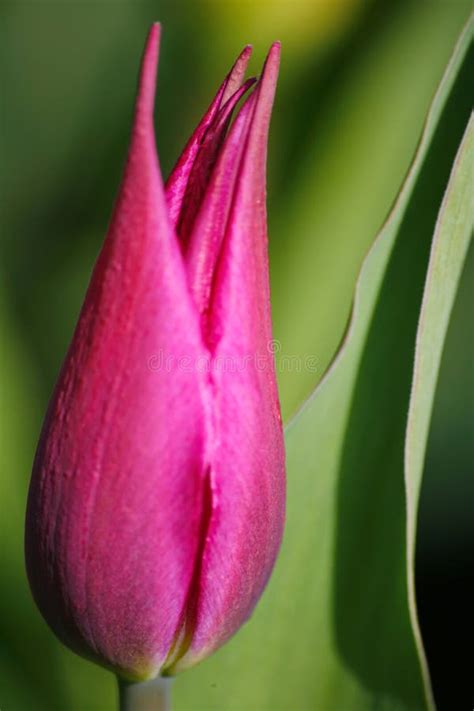 Frühling Verlässt Schöne Rote Blume Bud Tulip Auf Dem Hintergrund Des