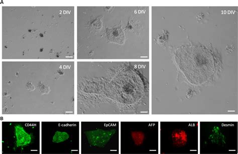 Hyaluronan Promoted Selective Expansion Of Rat Hepatic Stem Progenitor