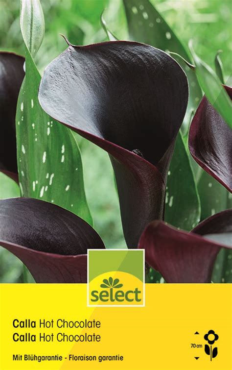 Calla Hot Chocolate Zantedeschia Calla Wyss Shop