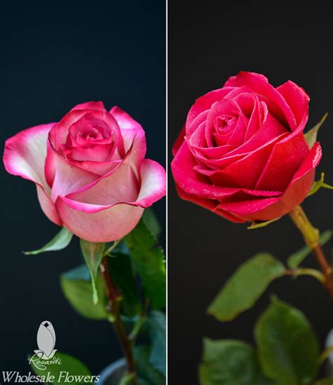 Hot Pink And Bicolor Roses Rosanti Flowers