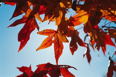 Blätter Herbst Baum Kostenloses Foto auf Pixabay Pixabay