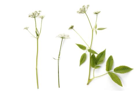 Premium Photo Blooming Ground Elder Aegopodium Podagraria Isolated On