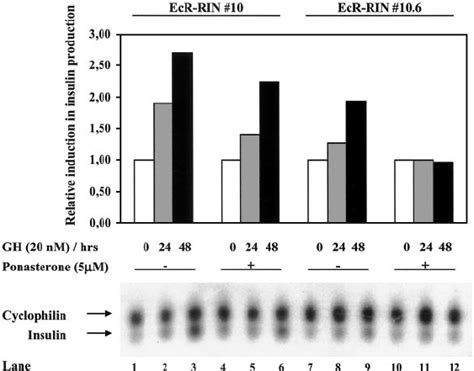 Northern Blot Analysis Showing The Effect Of SOCS 3 On GH Induced