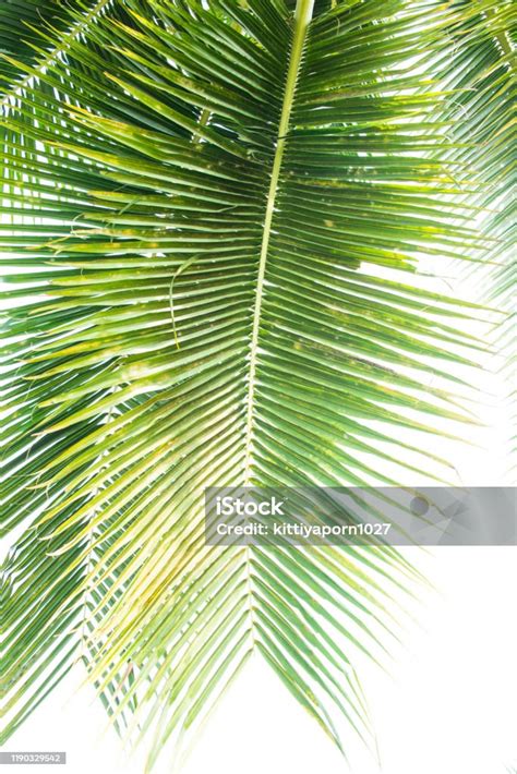 Detail Of Coconut Trees Leaf Isolated On White Background Stock Photo ...