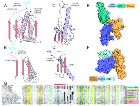 Structural And Sequence Overview Of The Catalytic Domains Of The Two