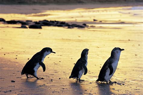 March of the penguins: meeting the feathered locals of Phillip Island ...