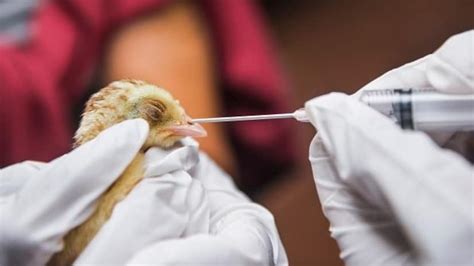 New mutation in bird flu virus shows potential for humans outbreak: Report