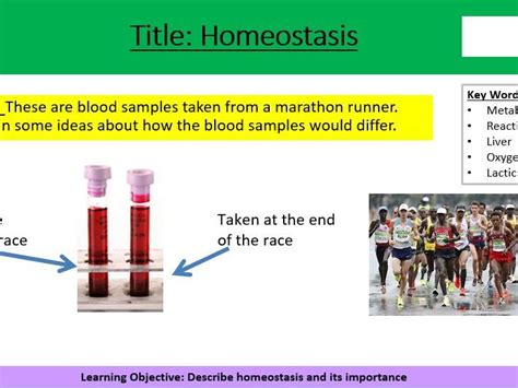 Homeostasis Teaching Resources