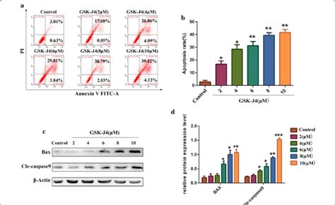 Gsk J Induces Kg A Cell Apoptosis A The Rate Of Cell Apoptosis Was