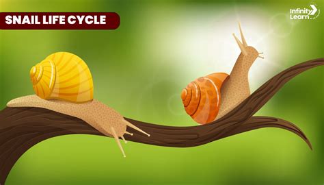 Snail Life Cycle From Egg To Adulthood Interesting Facts