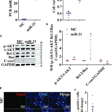 Upregulation Of MiR 21 Enabled SC Viability And Reduced Cell Apoptosis