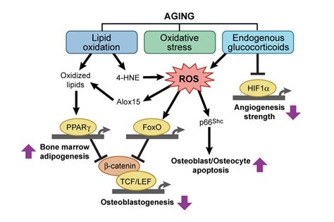 Oxidative Stress. Causes, symptoms, treatment Oxidative Stress