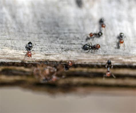 Acrobat Ants James River Pest Solutions