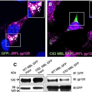 MBL Interacts And Co Localizes With JRFL Gp120 In Perinuclear Vesicles