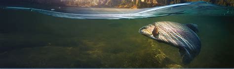 Biomark Vaki - Merck Animal Health