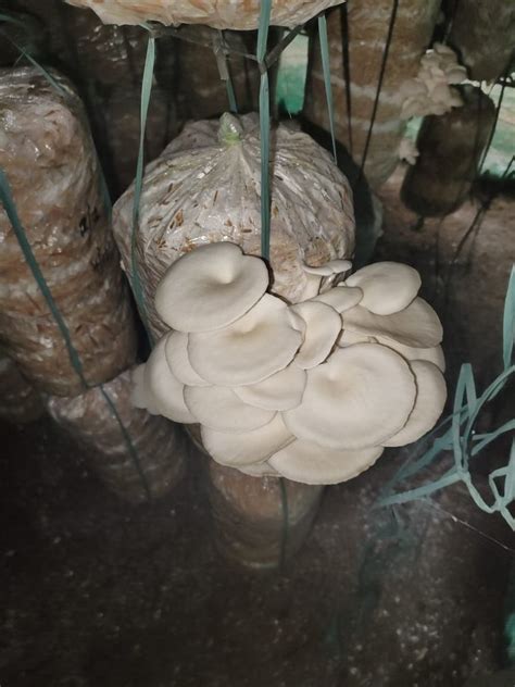 Tamil Nadu Fresh Organic Oyster Mushroom G Packaging Type Loose At