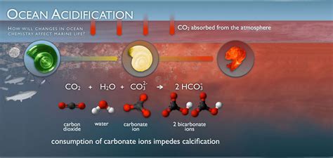 Ocean Acidification Worksheet Pdf