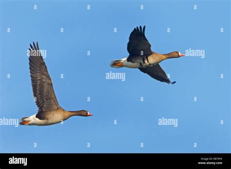 Flying white goose hi-res stock photography and images - Alamy