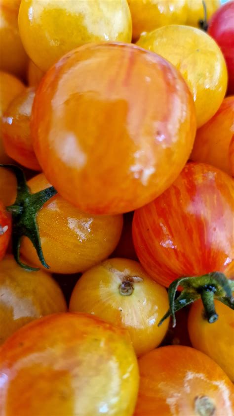 Artisan Golden Bumblebee Tomato Seeds Chilli Seeds For Sale - Artisan