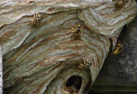 Our Favorite Letter of the day: Aerial Yellowjackets nest in mausoleum ...