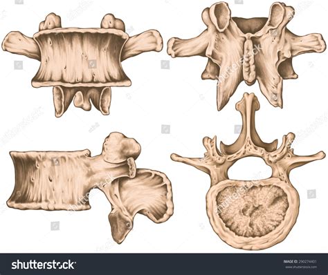 Lumbar Vertebrae Mammillary Process