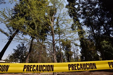 Gobierno De Cdmx Retirar El Ahuehuete De La Glorieta De Reforma