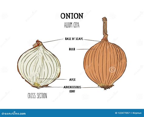 Sistema Dibujado Mano Del Vector De La Cebolla Por Completo Y Media
