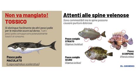 Invasione di pesci alieni nei nostri mari Ecco le 4 specie più pericolose