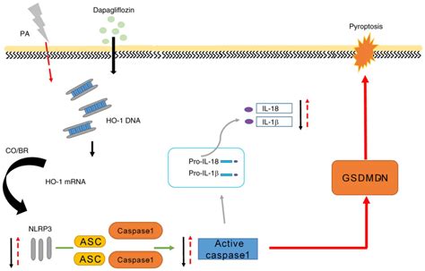 Dapagliflozin Alleviates Renal Podocyte Pyroptosis Via Regulation Of