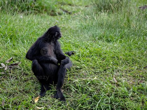 Macaco Aranha Preto De Cara Preta 3752199 Foto De Stock No Vecteezy