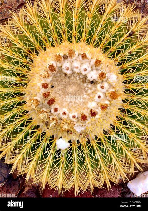 Barrel cactus Arizona desert Stock Photo - Alamy