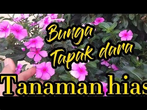 Bunga Tapak Dara Adalah Tanaman Hias Juga Kaya Manfaat Ll Bunga Vinca