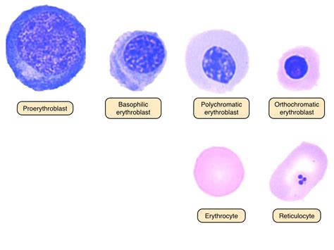 Erythrocyte Definition And Examples Biology Online Dictionary