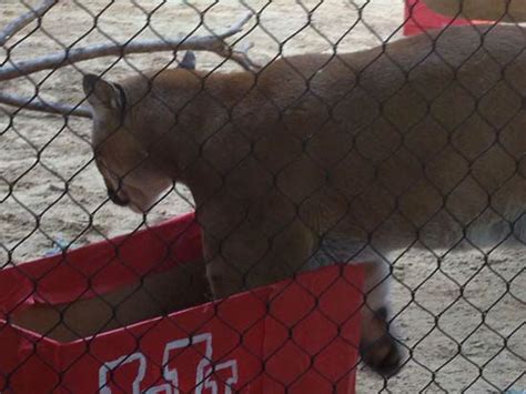 University of Houston cougar mascot Shasta VI turns 3 years old - ABC13 ...