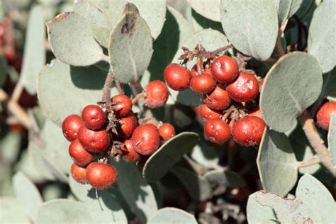 50 Manzanita Berries Stock Photos Pictures And Royalty Free Images Istock