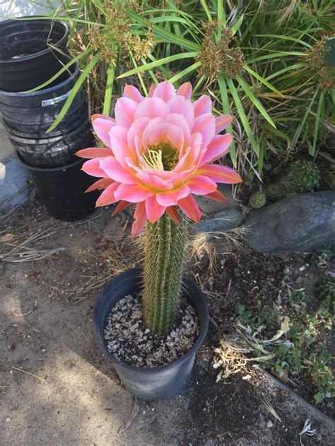 Echinopsis 'First Light' flower : r/cactus