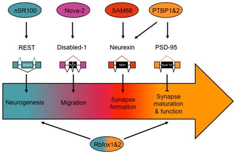 Notable Alternative Splicing Events Important For Nervous System