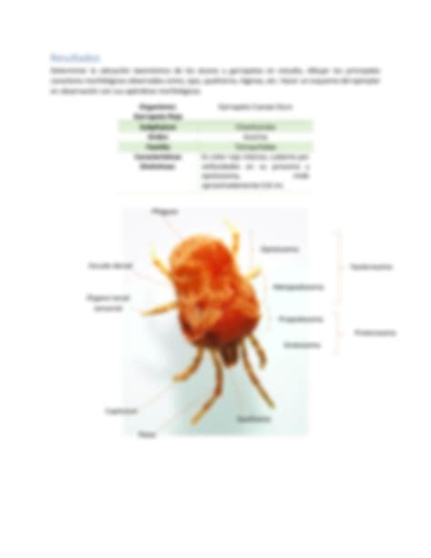 Solution Practica Morfologia Externa De Quelicerados Clase Aracnida