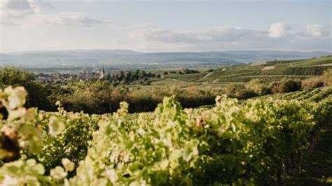 Start Weingut Tischleder