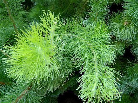 Adenanthos Sericeus Labill Coastal Woollybush World Flora Pl