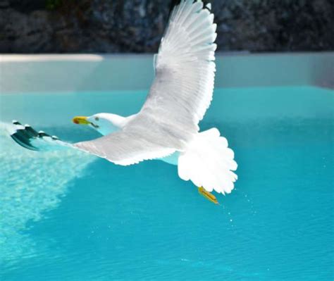 Seagull Seagull In Flight K Wallpaper Coolwallpapers Me