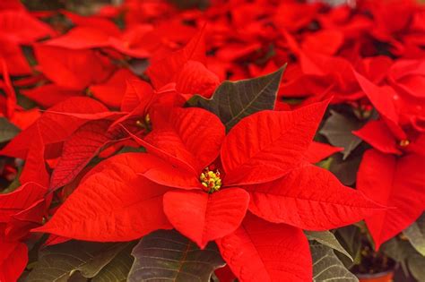 Le poinsettia Étoile de Noël perd ses feuilles que faire