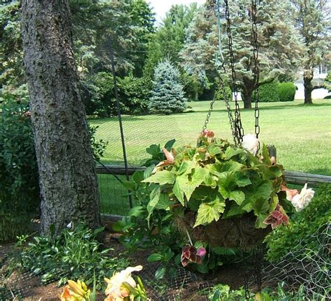 Photo Of The Entire Plant Of Tuberous Begonia Begonia Angelique