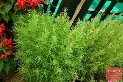 Кохия (Kochia) — описание, выращивание, фото | на LePlants.ru