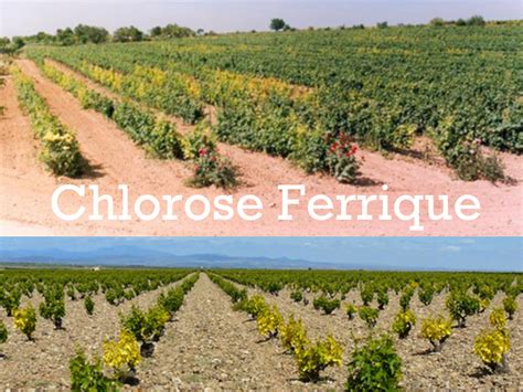 Chlorose Ferrique Vigne Carence En FER TRAITEMENT