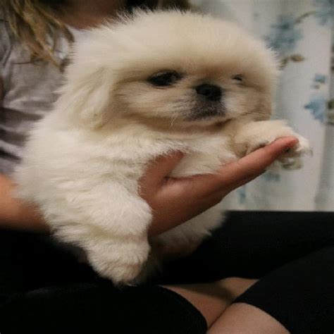 Gorgeous miniature cheeky pekingese puppies available in Rustenburg ...