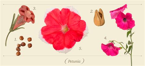 Как вырастить петунию из семян: как, когда и куда сеять